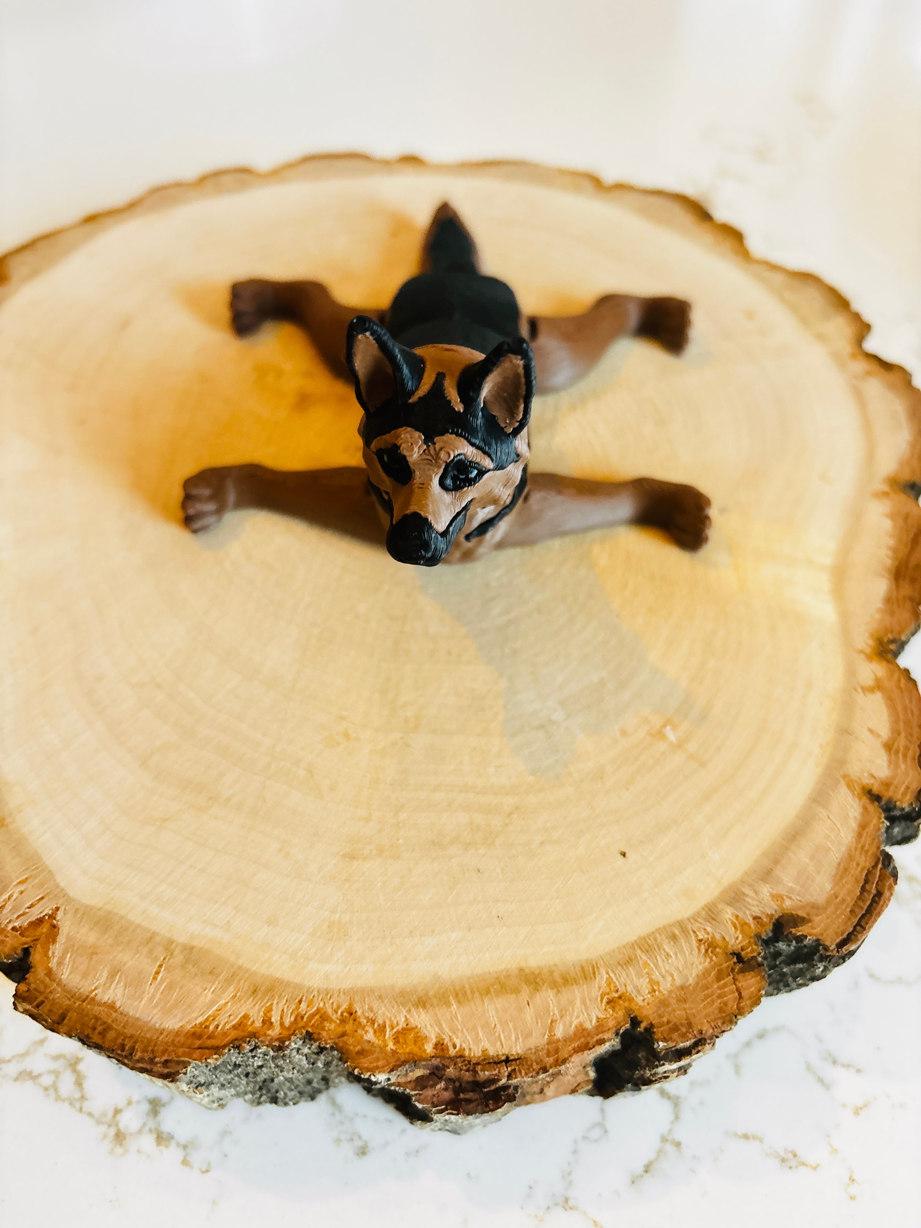 Chien berger allemand