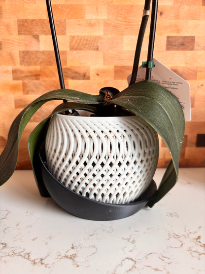 Pot orchidée - NUAGE