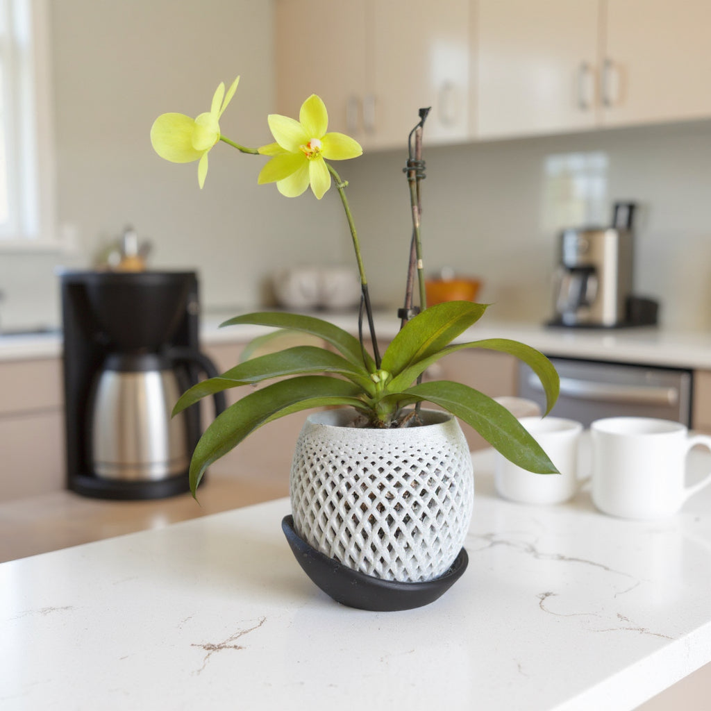 Pot orchidée - LUNE